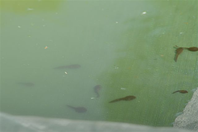 Girini in piscina... - rospo smeraldino